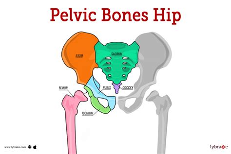 Meet the hip.